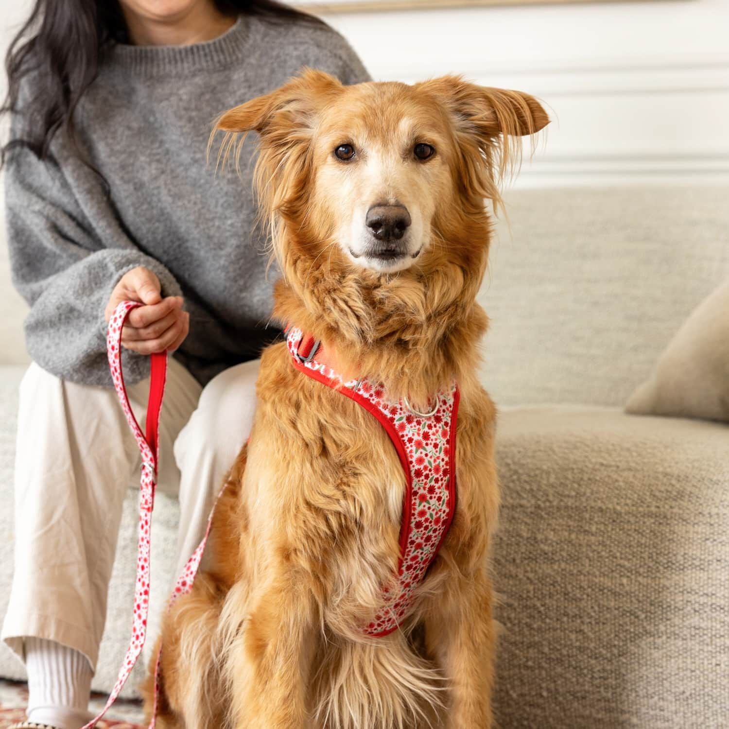Harnais robuste avec poignée pour chiens