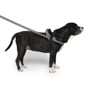 Harnais de réorientation pour chiens